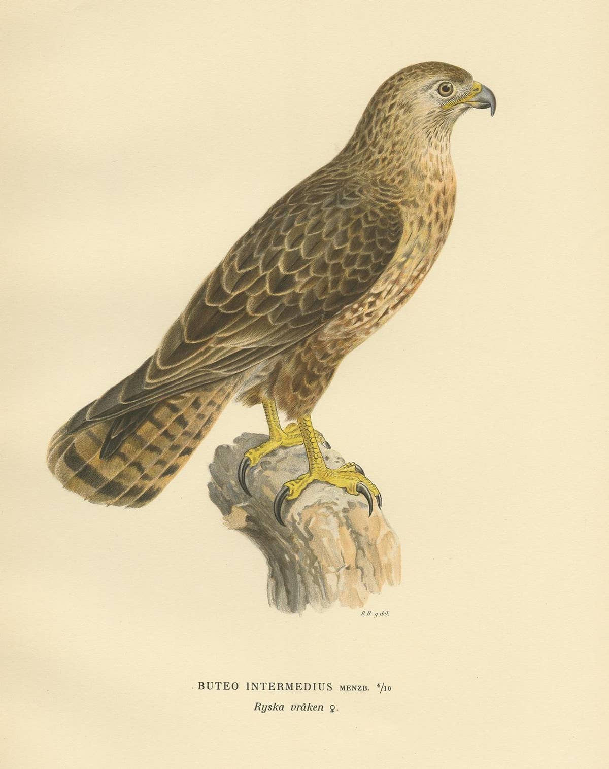 Antique Bird Print of a Female Buzzard by Von Wright, '1929'