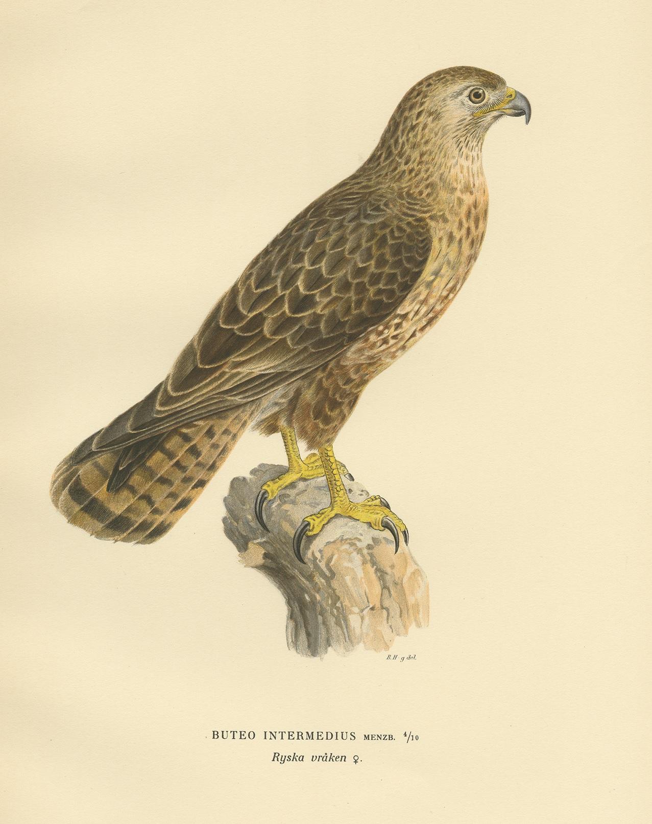 Antique Bird Print of a Female Buzzard by Von Wright, '1929' In Good Condition For Sale In Langweer, NL