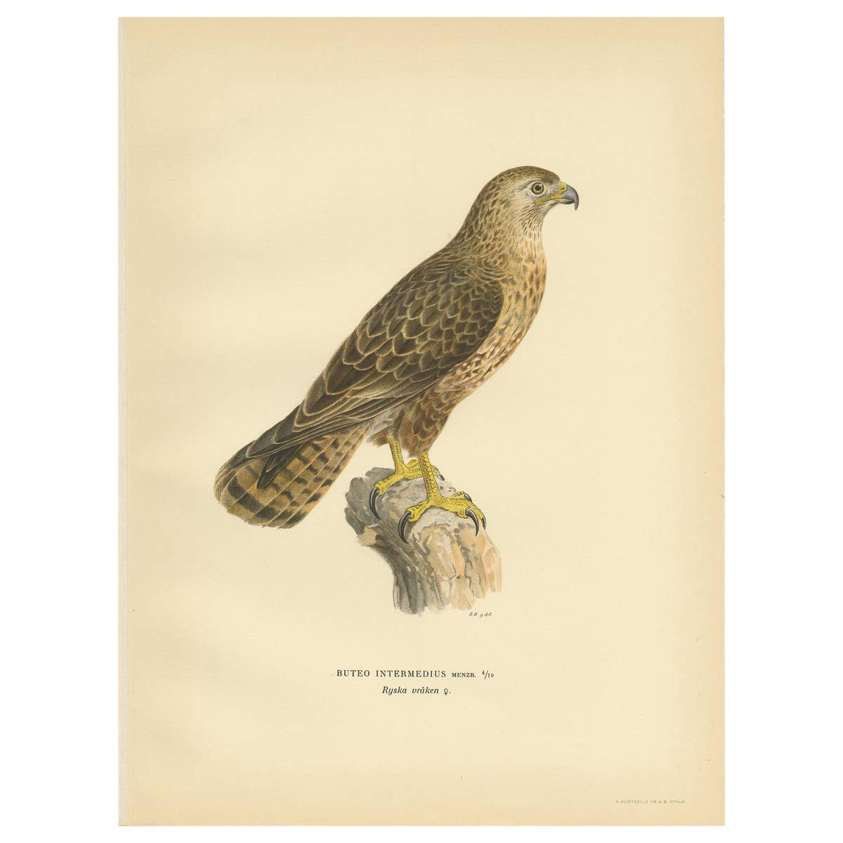 Antique Bird Print of a Female Buzzard by Von Wright, '1929'