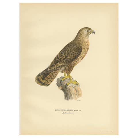 Antique Bird Print of a Female Buzzard by Von Wright, '1929'