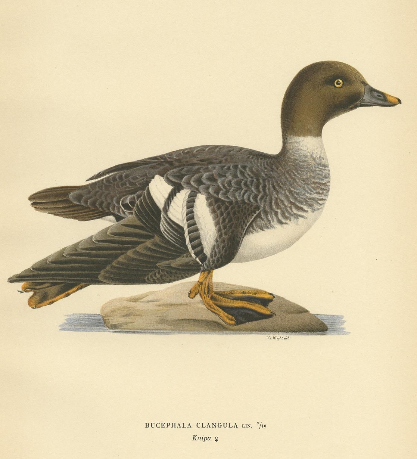 Gravure ancienne d'oiseau intitulée 'Bucephala Clangula'. Ancienne gravure d'oiseaux représentant une femelle de garrot à œil d'or. Cette gravure provient de 