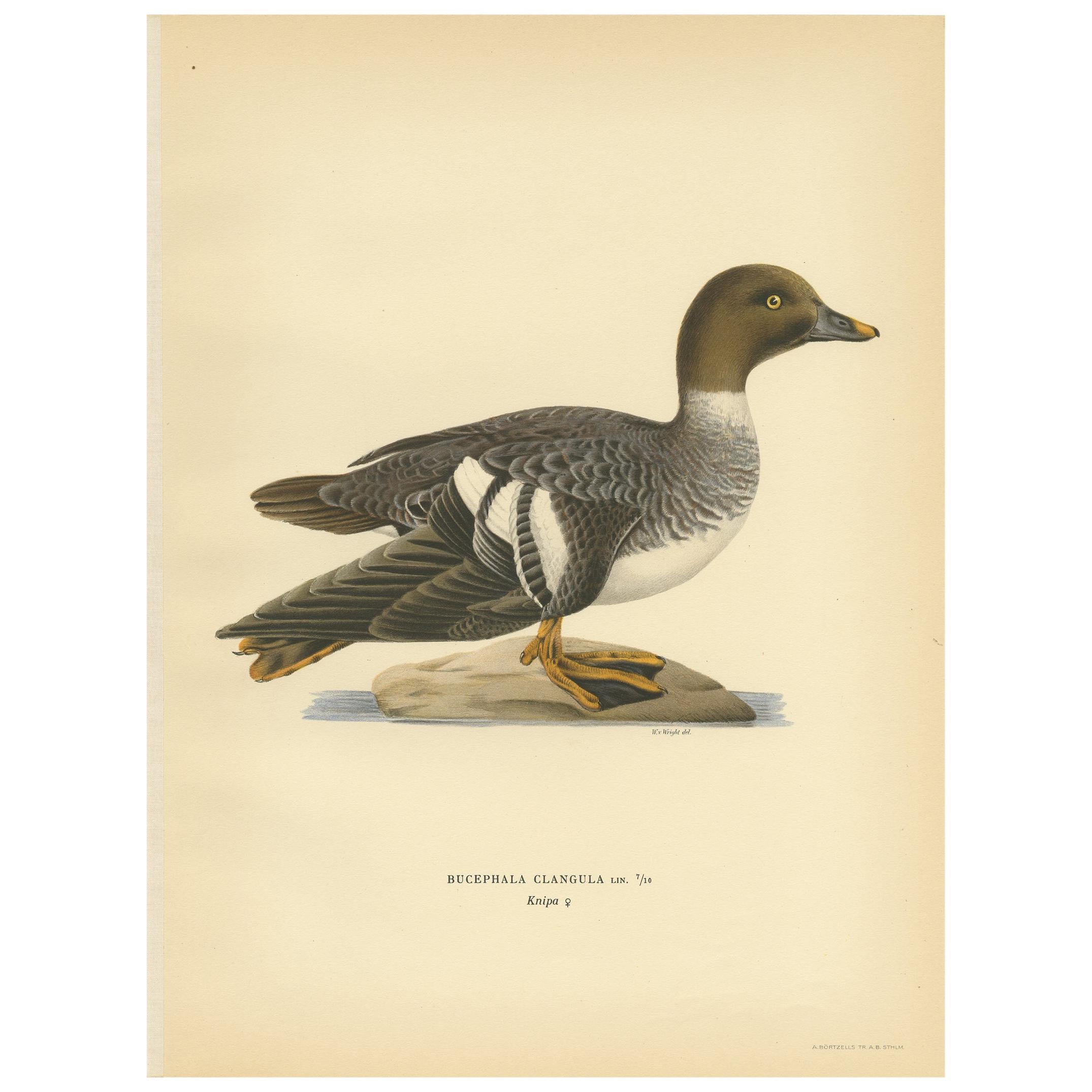 Antique Bird Print of a Female Common Goldeneye by Von Wright, 1929 For Sale