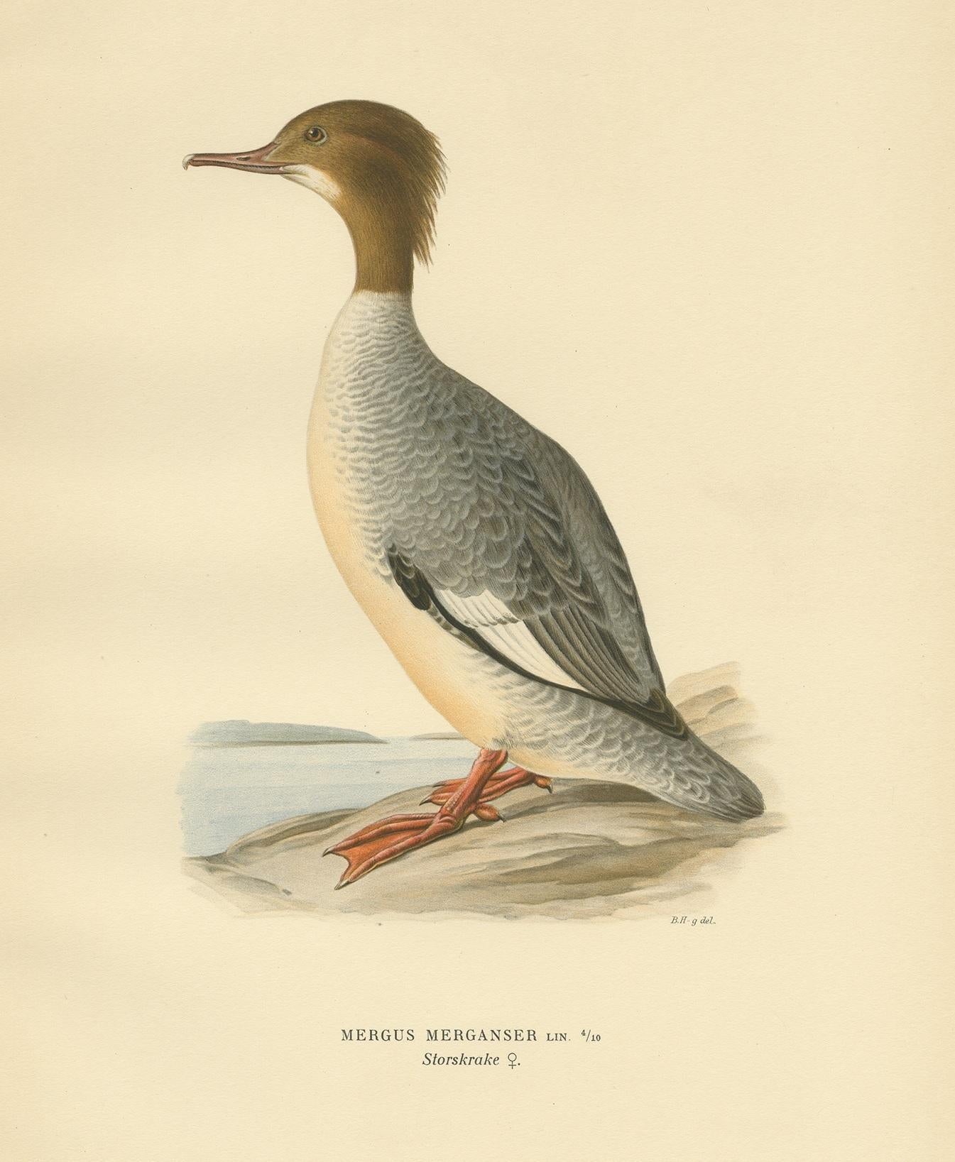 Antiker Vogeldruck mit dem Titel 'Mergus Merganser'. Alter Vogeldruck, der den weiblichen Gänsesäger darstellt. Dieser Druck stammt aus 
