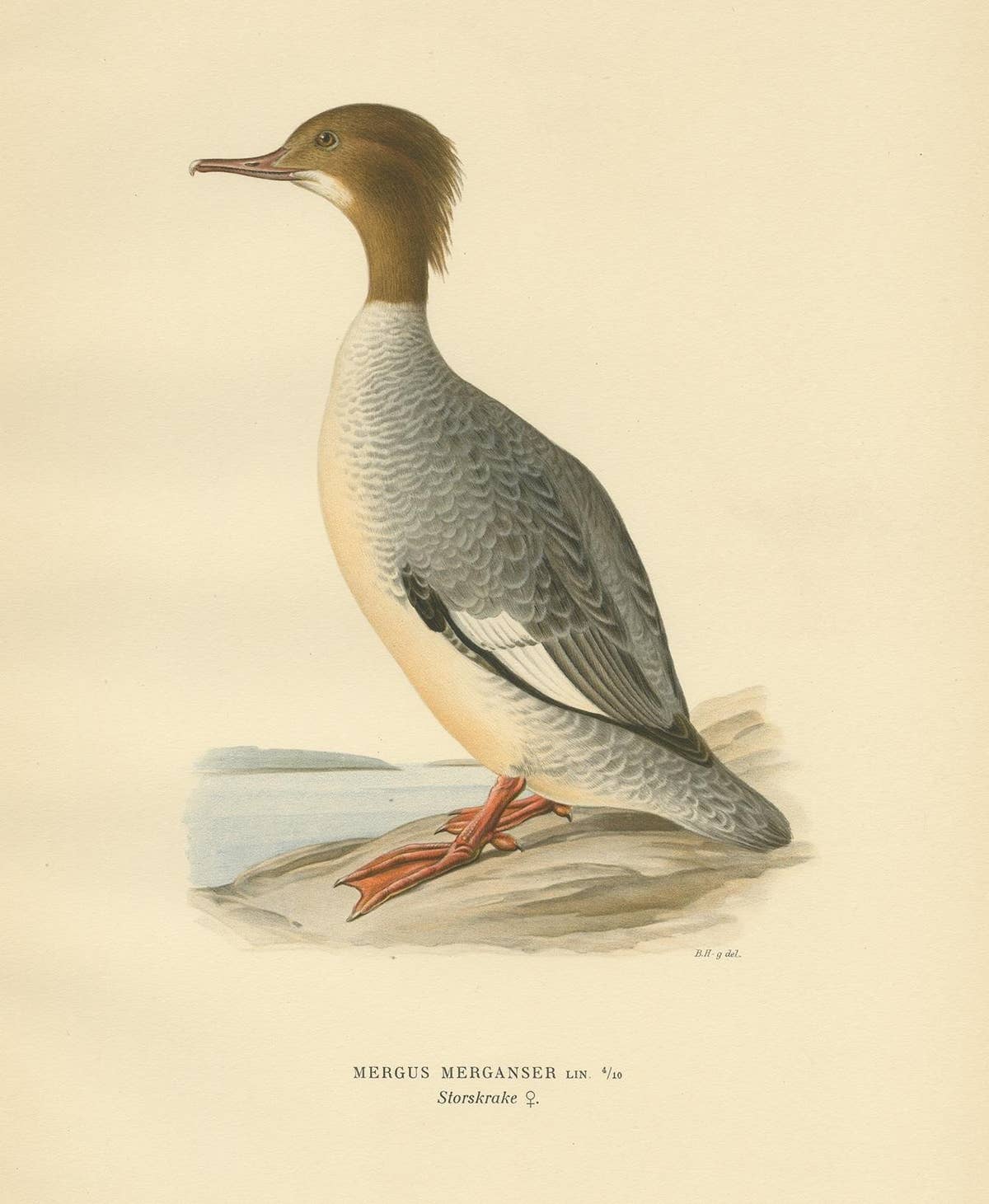Antique Bird Print of a Female Common Merganser by Von Wright, '1929'
