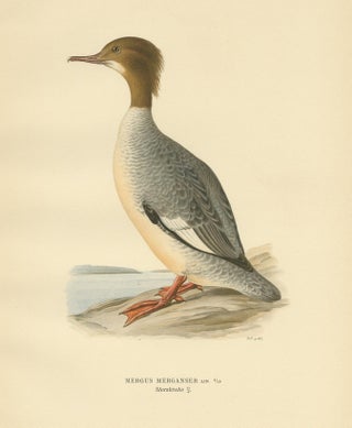 Antique Bird Print of a Female Common Merganser by Von Wright, '1929', view 3