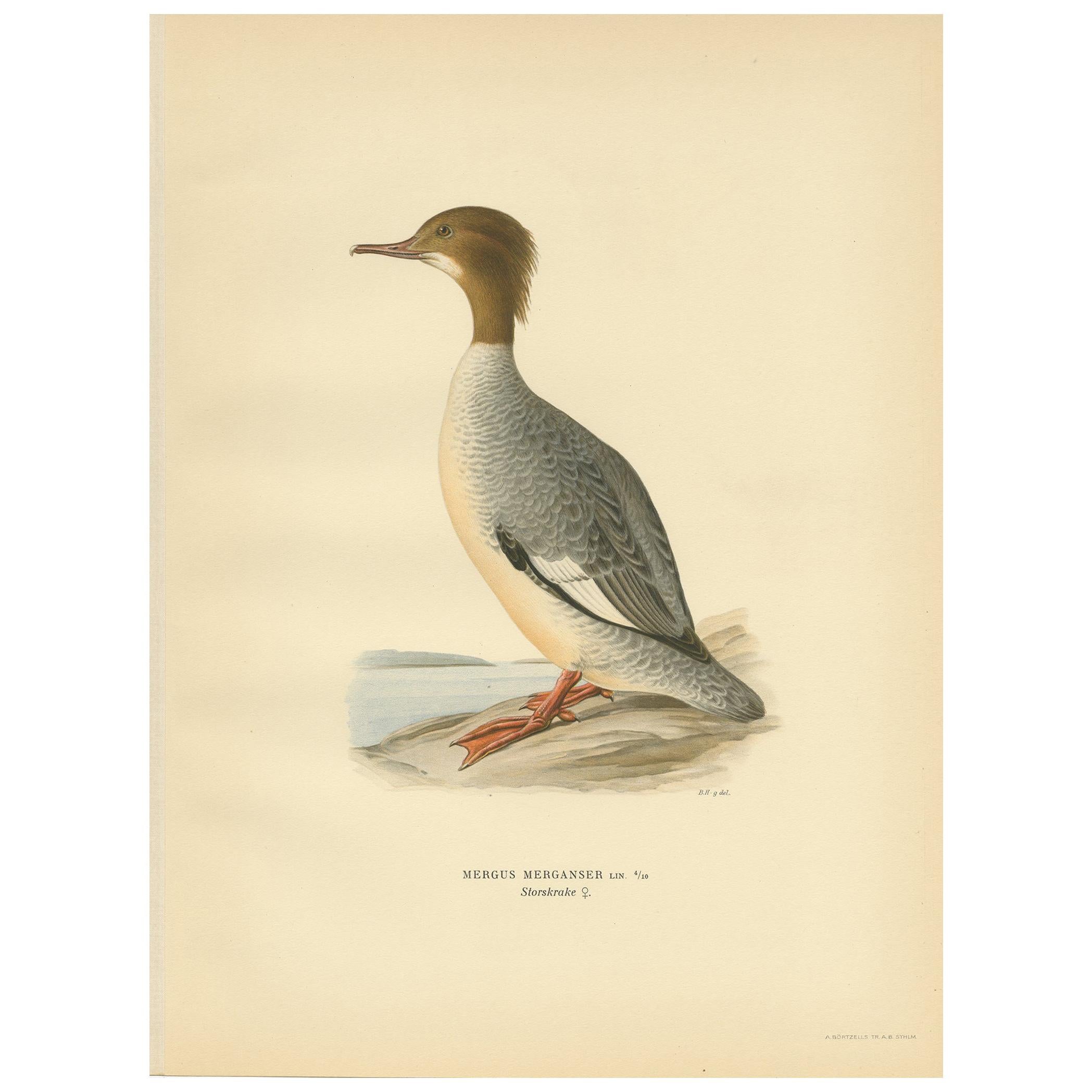 Antiker Vogeldruck einer häufigen weiblichen Merganser von Wright, 1929 im Angebot