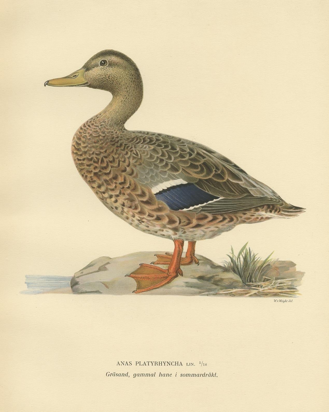 Antique bird print titled 'Anas Platyrhyncha'. Old bird print depicting a female domestic duck. This print originates from 'Svenska Foglar Efter Naturen Och Pa Stenritade' by Magnus von Wright.