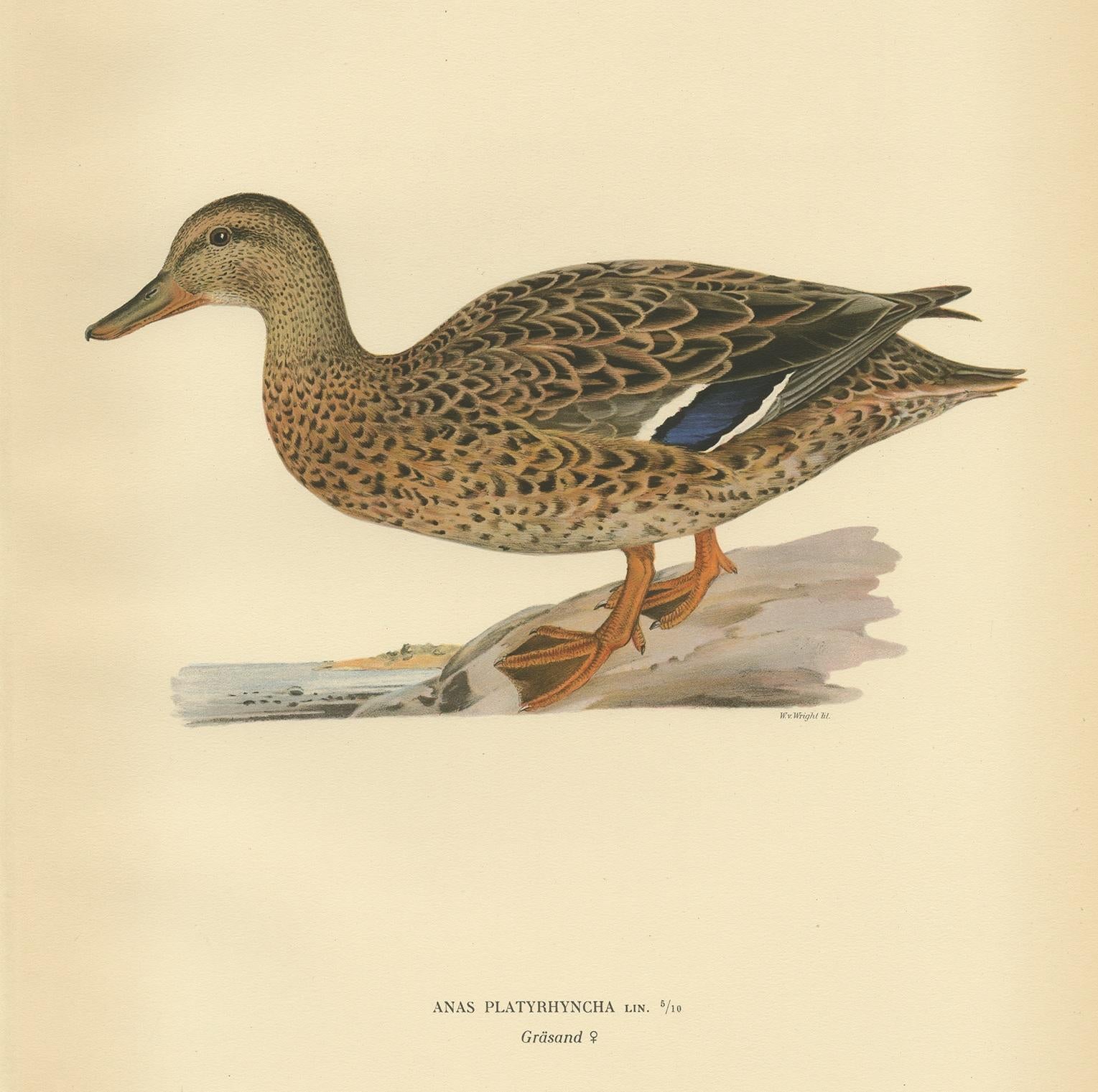 Antiker Vogeldruck mit dem Titel 'Anas Platyrhyncha'. Alter Vogeldruck mit der Darstellung einer weiblichen Hausente. Dieser Druck stammt aus 