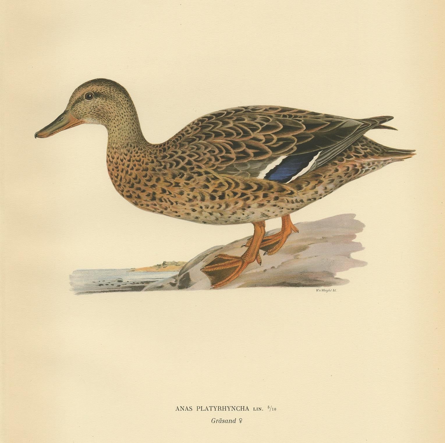 Antique bird print titled 'Anas Platyrhyncha'. Old bird print depicting a female domestic duck. This print originates from 'Svenska Foglar Efter Naturen Och Pa Stenritade' by Magnus von Wright.