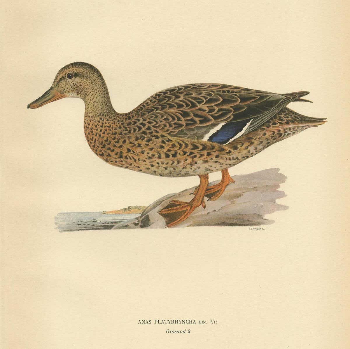 Antique Bird Print of a Female Domestic Duck by Von Wright, '1929'