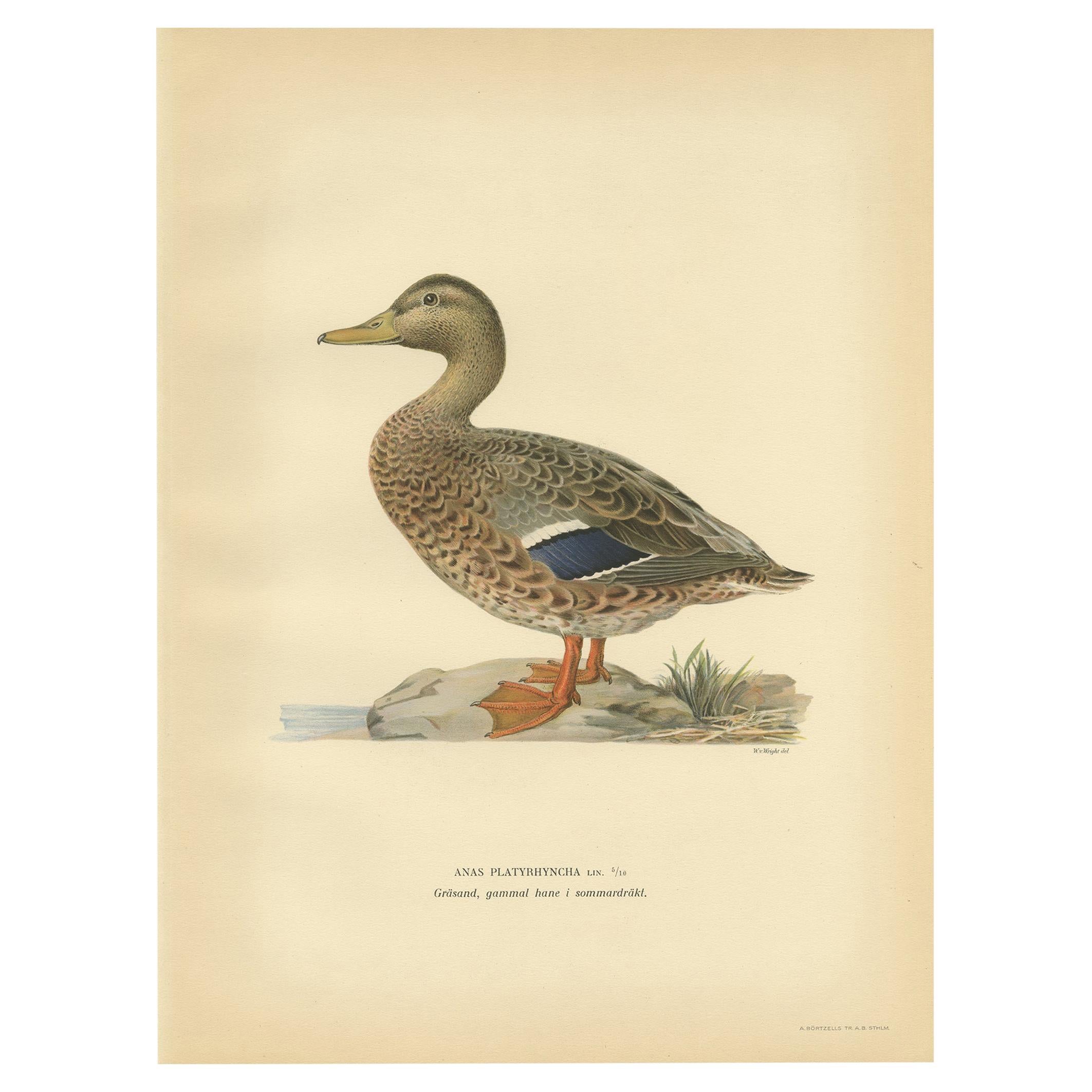 Antique Bird Print of a Female Domestic Duck by Von Wright, '1929' For Sale
