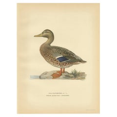 Antique Bird Print of a Female Domestic Duck by Von Wright, '1929'