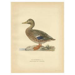 Stampa antica di un'anatra domestica femmina di Von Wright, "1929