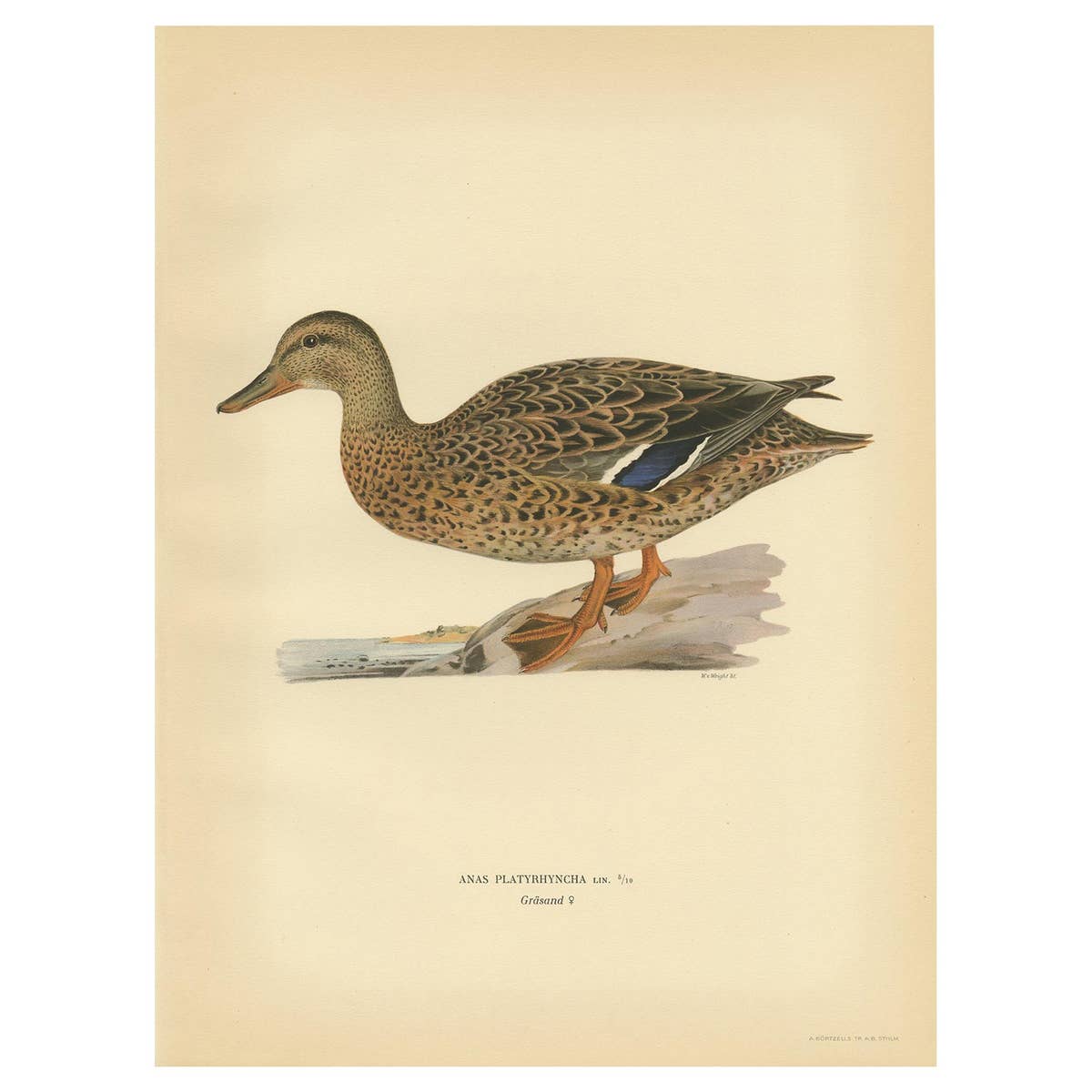 Antique Bird Print of a Female Domestic Duck by Von Wright, '1929'