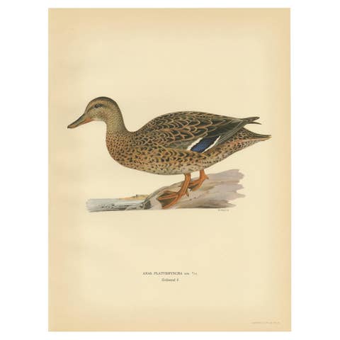 Antique Bird Print of a Female Domestic Duck by Von Wright, '1929'
