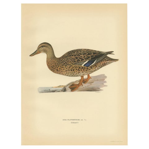 Antique Bird Print of a Female Domestic Duck by Von Wright, '1929'