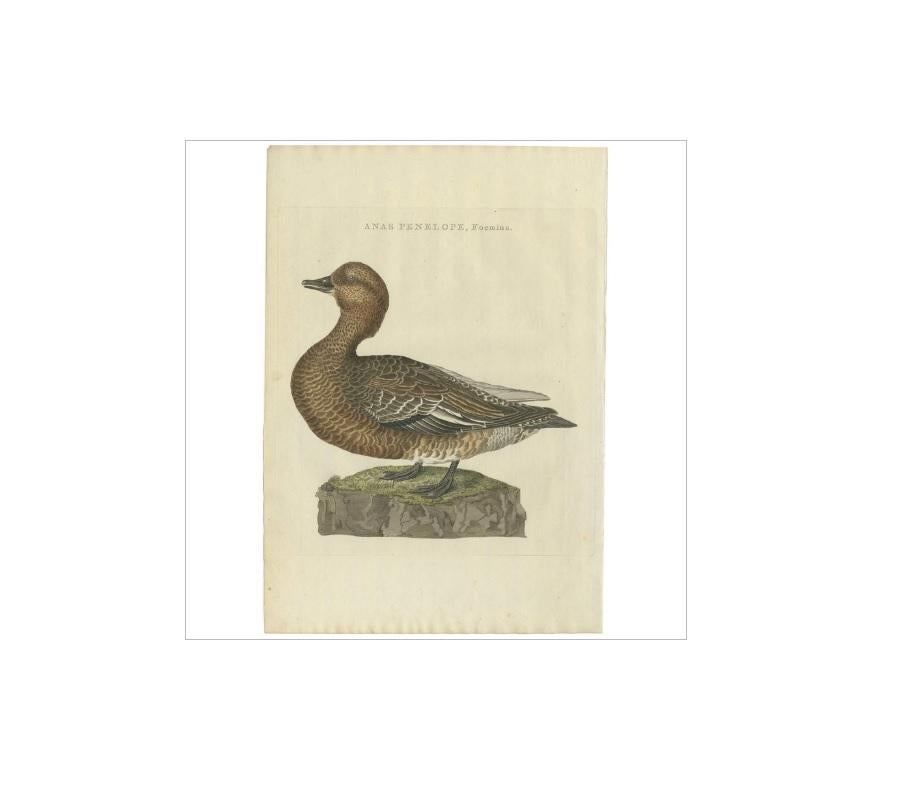Antique print titled 'Anas Penelope, Foemina'. The Eurasian wigeon, also known as widgeon (Mareca penelope) is one of three species of wigeon in the dabbling duck genus Mareca. It is common and widespread within its range.

This print originates
