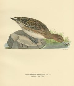 Antique Bird Print of a Female Eurasian Wigeon, '1929'