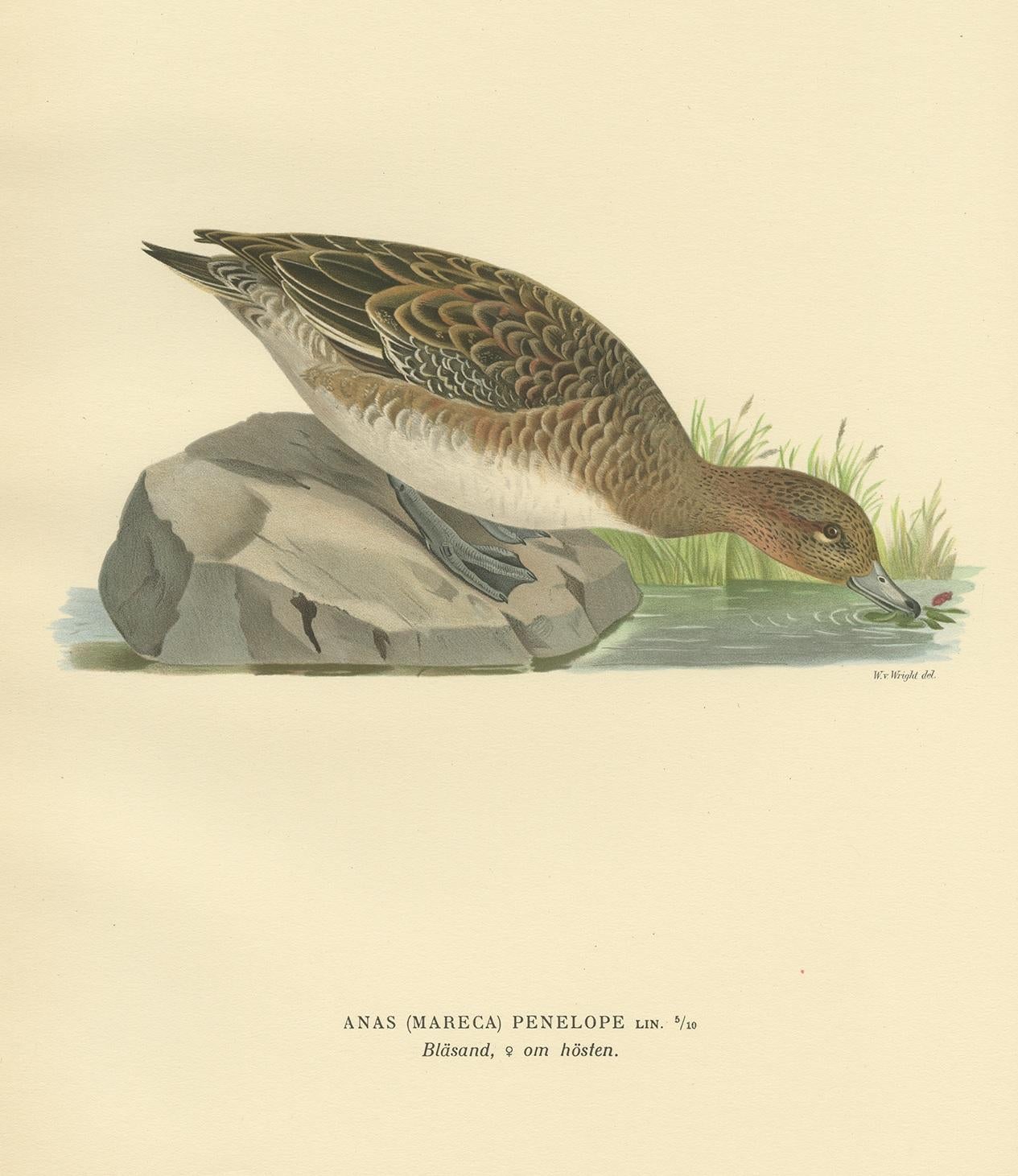 Antique Bird Print of a Female Eurasian Wigeon, '1929' In Good Condition For Sale In Langweer, NL