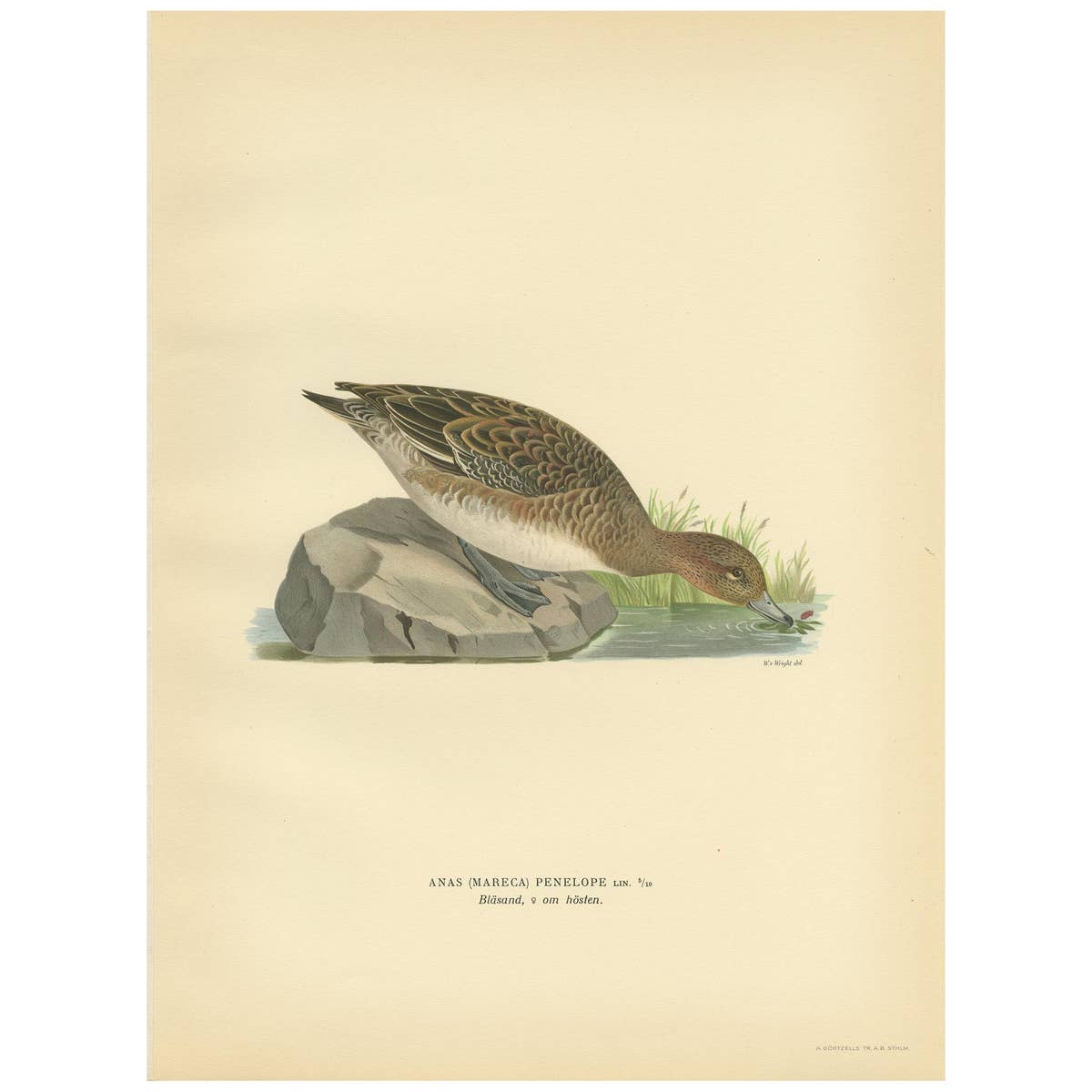 Antique Bird Print of a Female Eurasian Wigeon, '1929'
