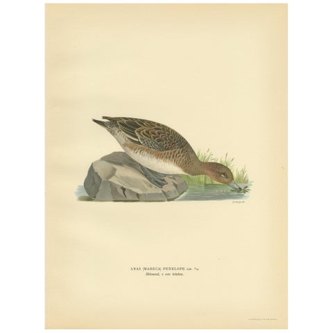 Antique Bird Print of a Female Eurasian Wigeon, '1929'