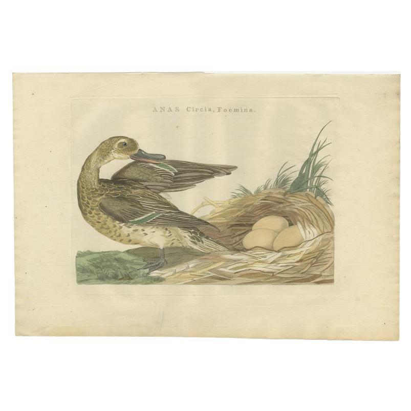 Antique Bird Print of a Female Garganey Duck by Sepp & Nozeman, 1789 For Sale