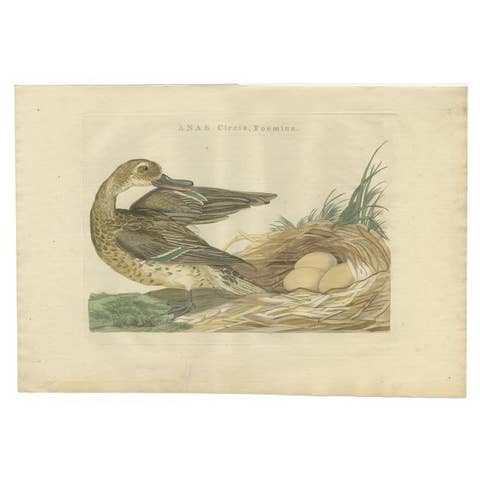 Antique Bird Print of a Female Garganey Duck by Sepp & Nozeman, 1789