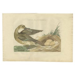 Antique Bird Print of a Female Garganey Duck by Sepp & Nozeman, 1789