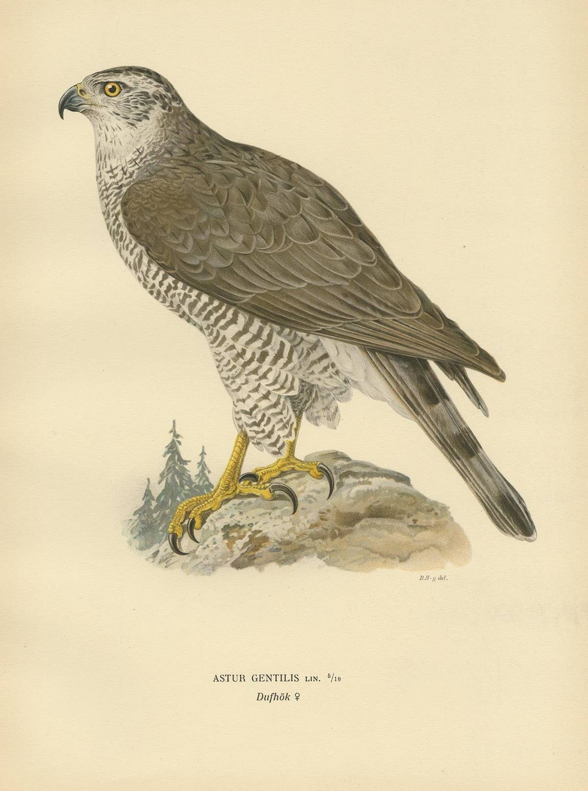 Antique Bird Print of a Female Goshawk by Von Wright '1929'