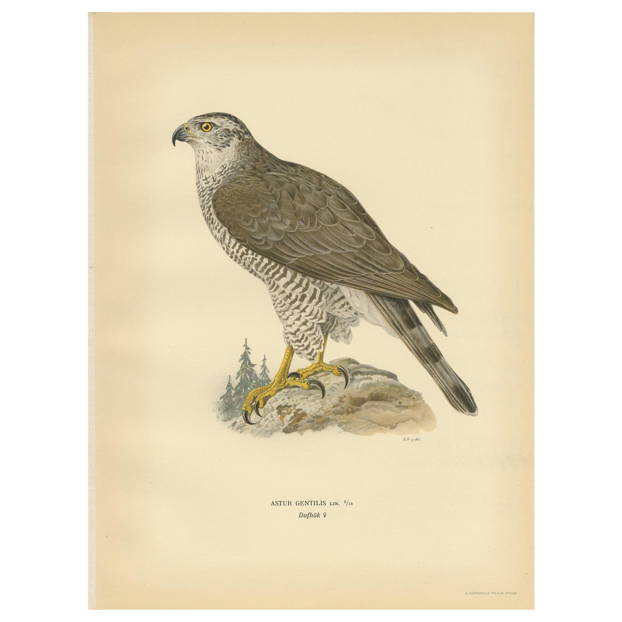 Antique Bird Print of a Female Goshawk by Von Wright '1929' For Sale