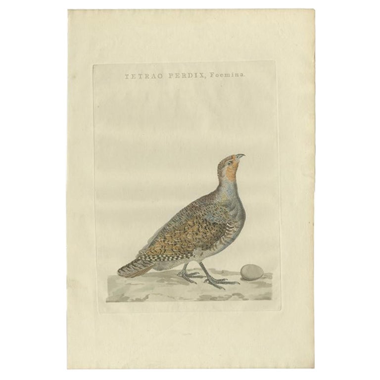 Grabado antiguo de una perdiz gris hembra por Sepp & Nozeman, 1789
