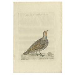 Grabado antiguo de una perdiz gris hembra por Sepp & Nozeman, 1789