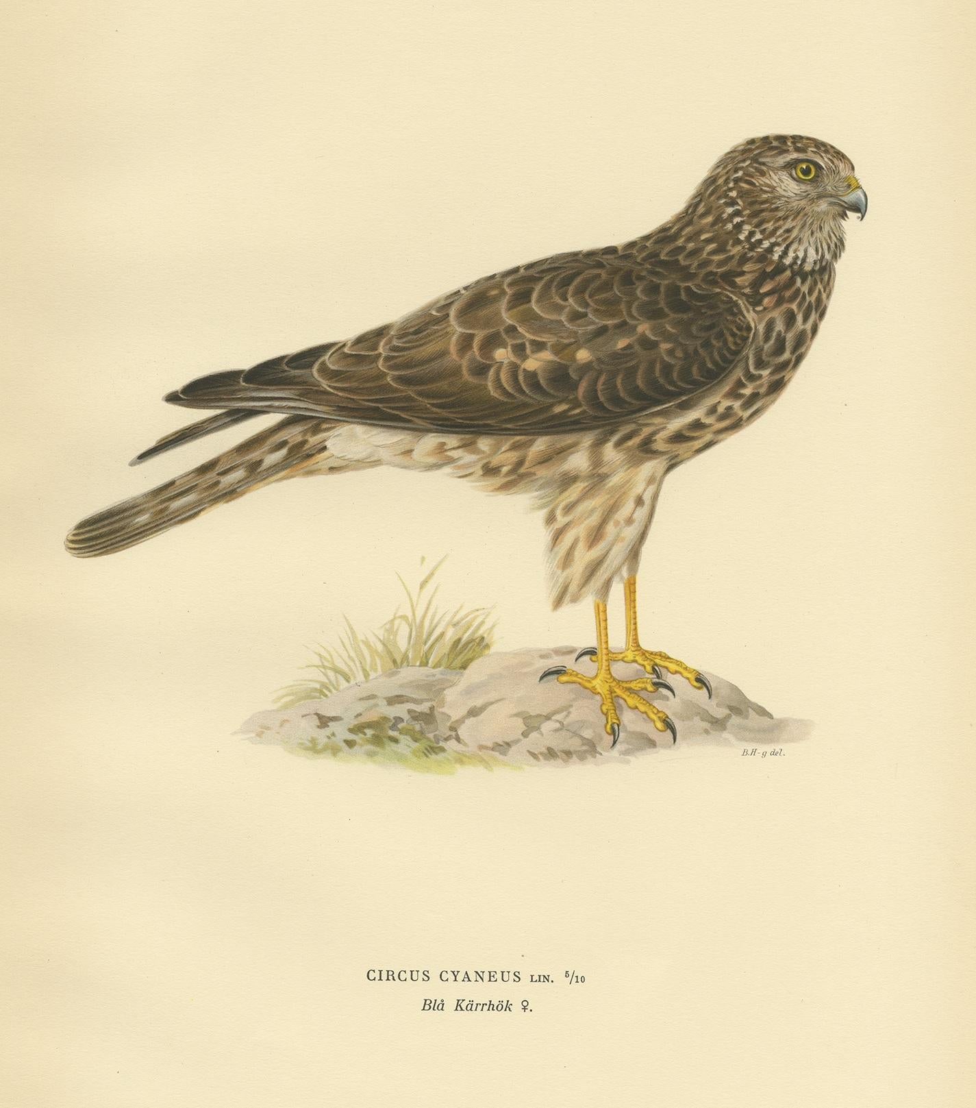 Antique bird print titled 'Circus Cyaneus'. Old bird print depicting a female hen harrier. This print originates from 'Svenska Foglar Efter Naturen Och Pa Stenritade' by Magnus von Wright.