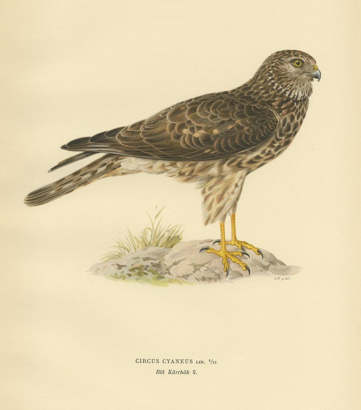 Antique Bird Print of a Female Hen Harrier by Von Wright '1929'