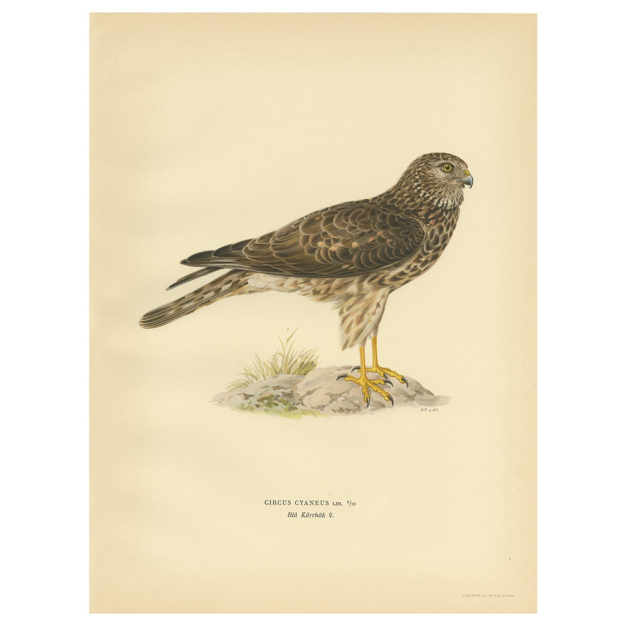 Antique Bird Print of a Female Hen Harrier by Von Wright '1929' For Sale