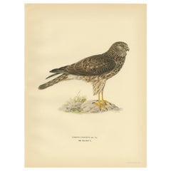 Antique Bird Print of a Female Hen Harrier by Von Wright '1929'