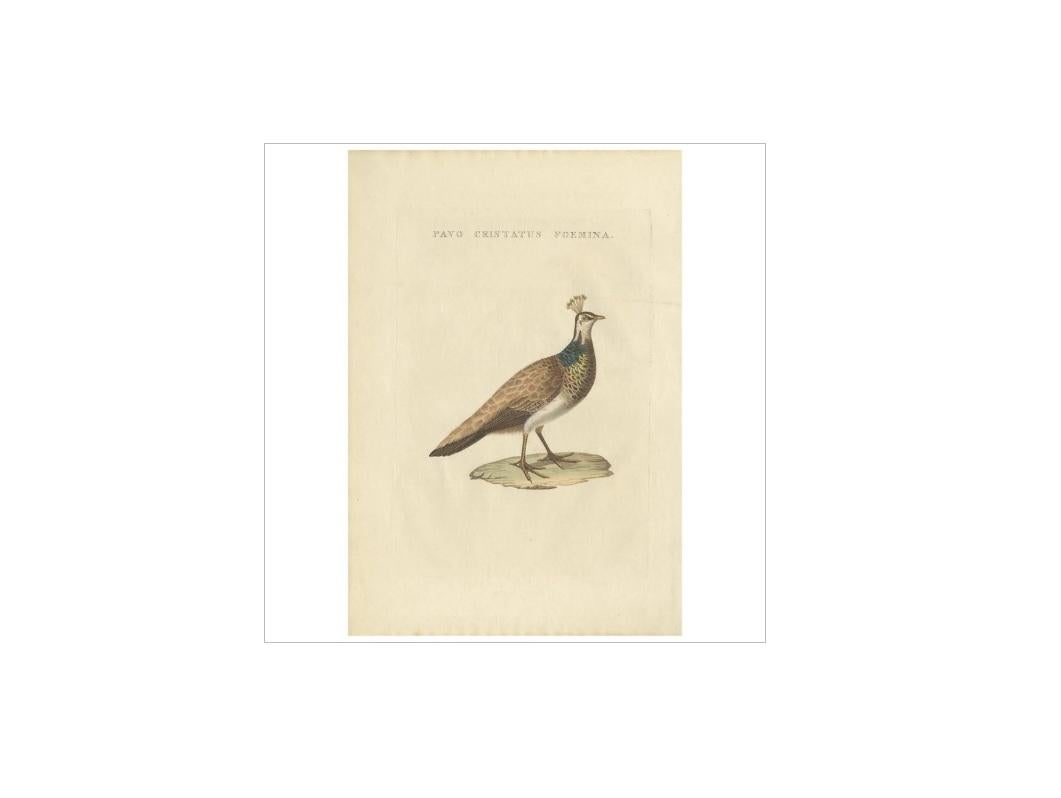 Antiker Druck mit dem Titel 'Pavo Cristatus Foemina'. Der Indische Pfau oder Blaupfau (Pavo cristatus), ein großer und farbenprächtiger Vogel, ist eine in Südasien beheimatete Pfauart, die jedoch in vielen anderen Teilen der Welt eingeführt wurde.