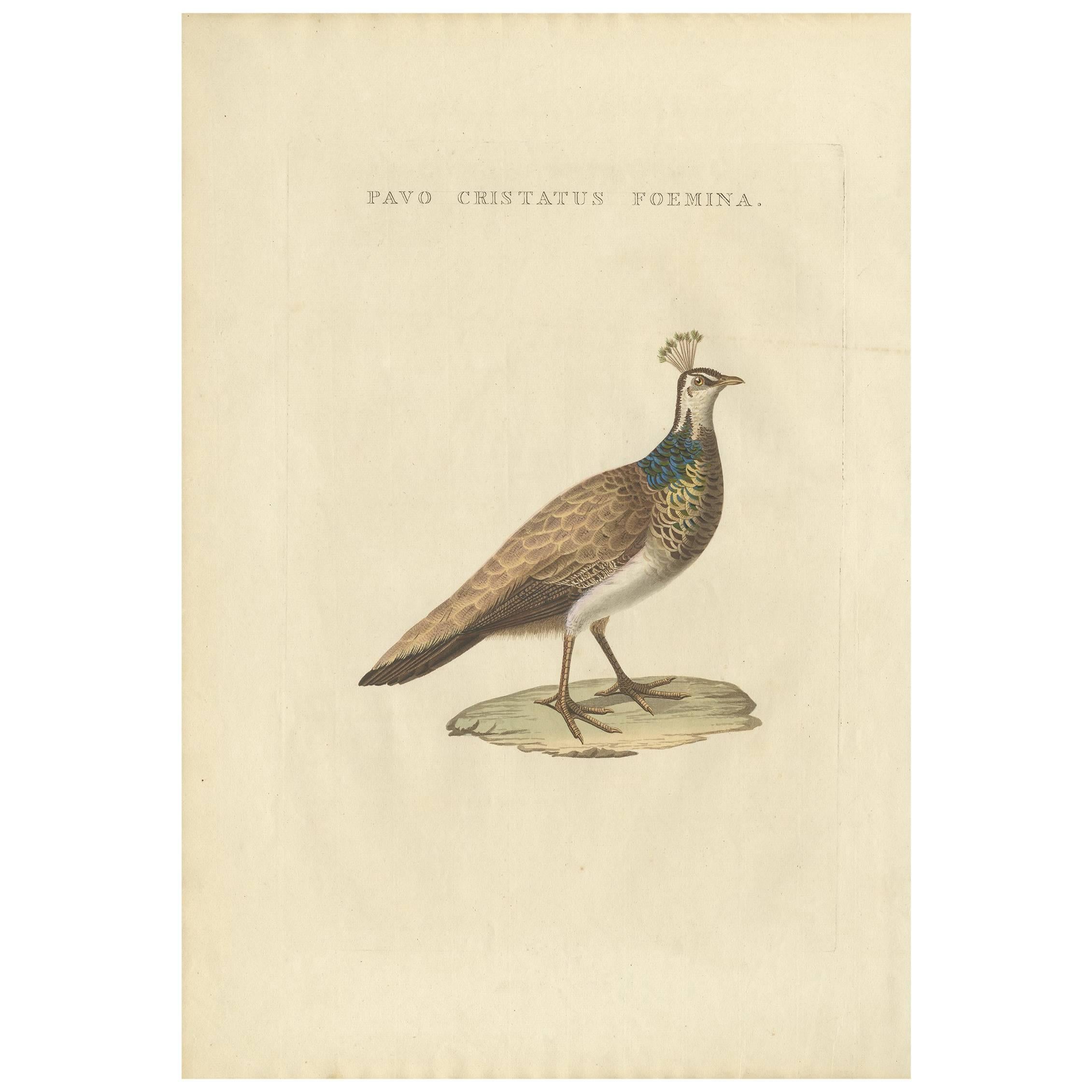 Impression oiseau ancienne d'un paon indien féminin par Sepp & Nozeman, 1829