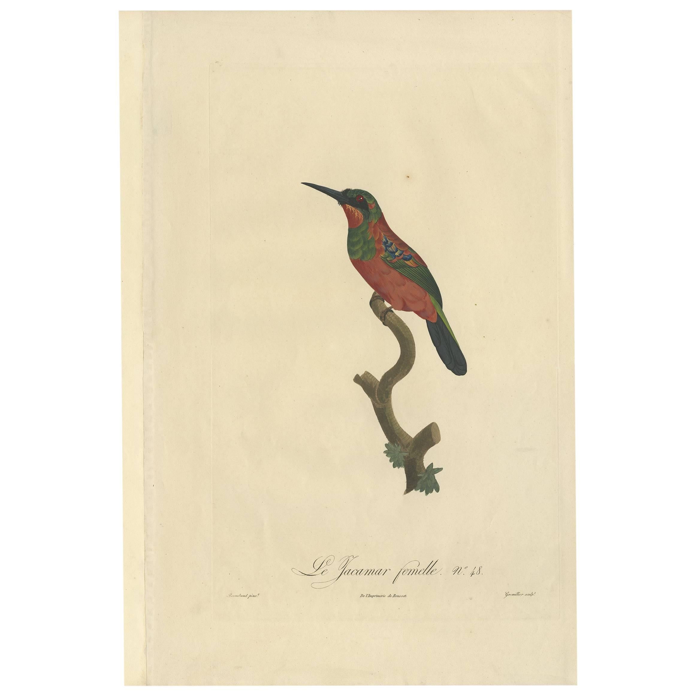 Superbe impression d'oiseau ancien coloré à la main d'une femme Jacamar par Barraband, vers 1805 en vente
