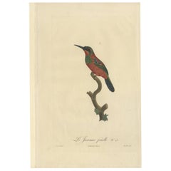 Stunning Hand-Colored Antique Bird Print of a Female Jacamar by Barraband, c1805