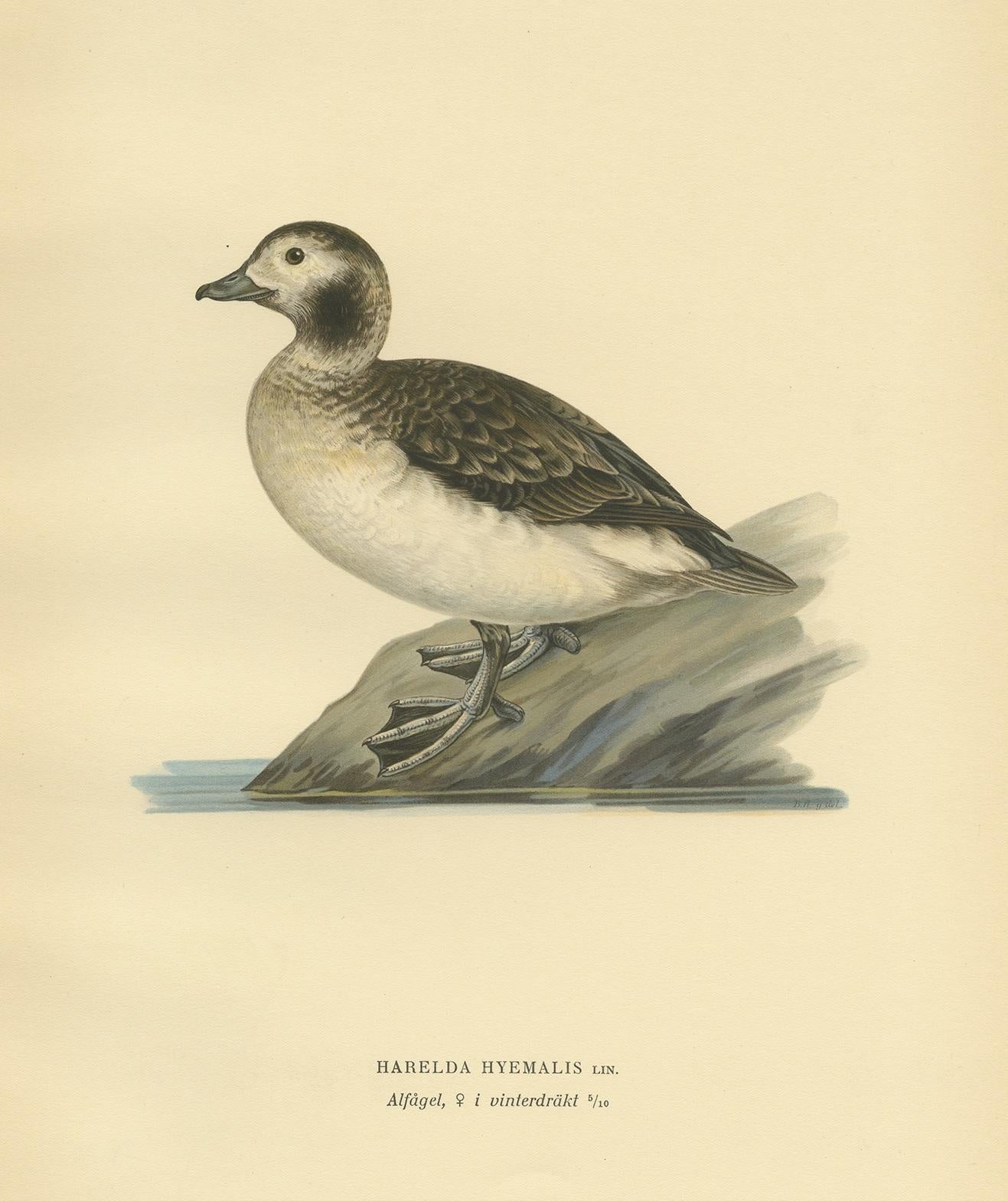Antique Bird Print of a Female Long-Tailed Duck by Von Wright, '1929' In Good Condition For Sale In Langweer, NL