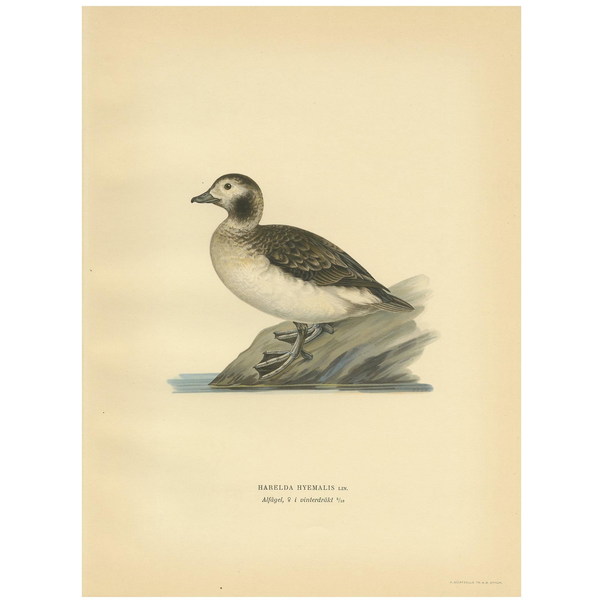 Antique Bird Print of a Female Long-Tailed Duck by Von Wright, '1929' For Sale