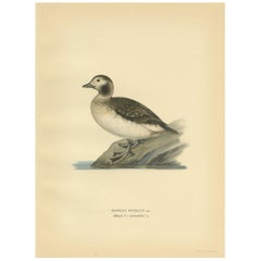 Antique Bird Print of a Female Long-Tailed Duck by Von Wright, '1929'