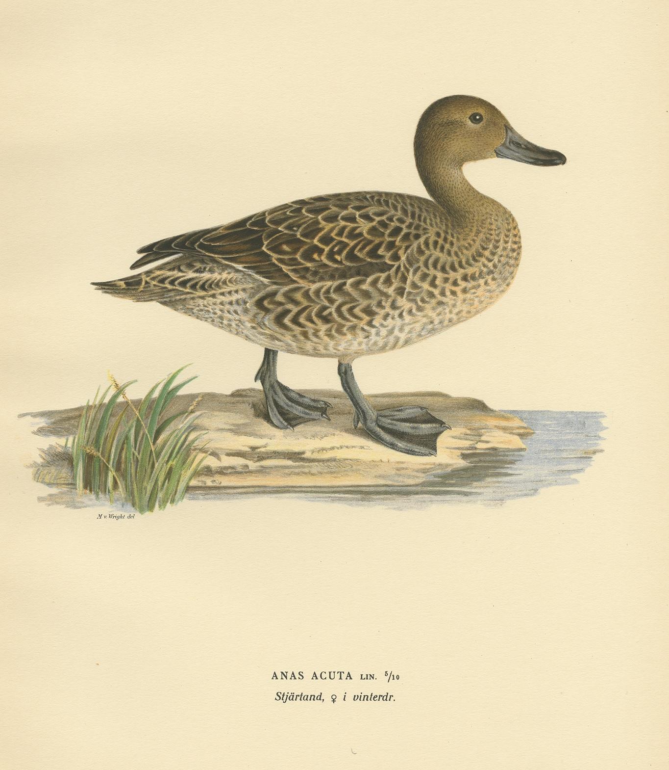 Antique Bird Print of a Female Northern Pintail by Von Wright, '1929' In Good Condition For Sale In Langweer, NL