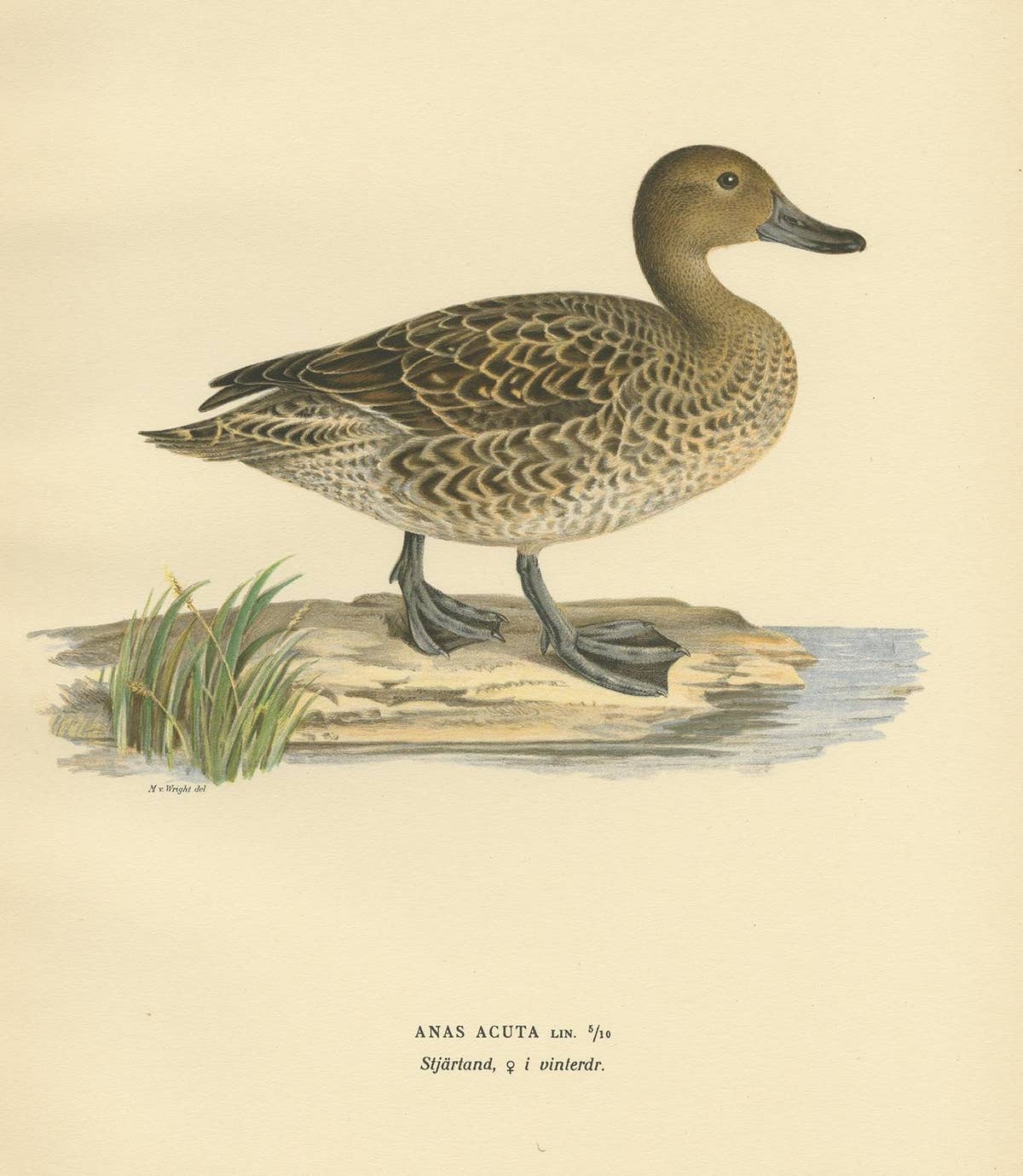 Antique Bird Print of a Female Northern Pintail by Von Wright, '1929'