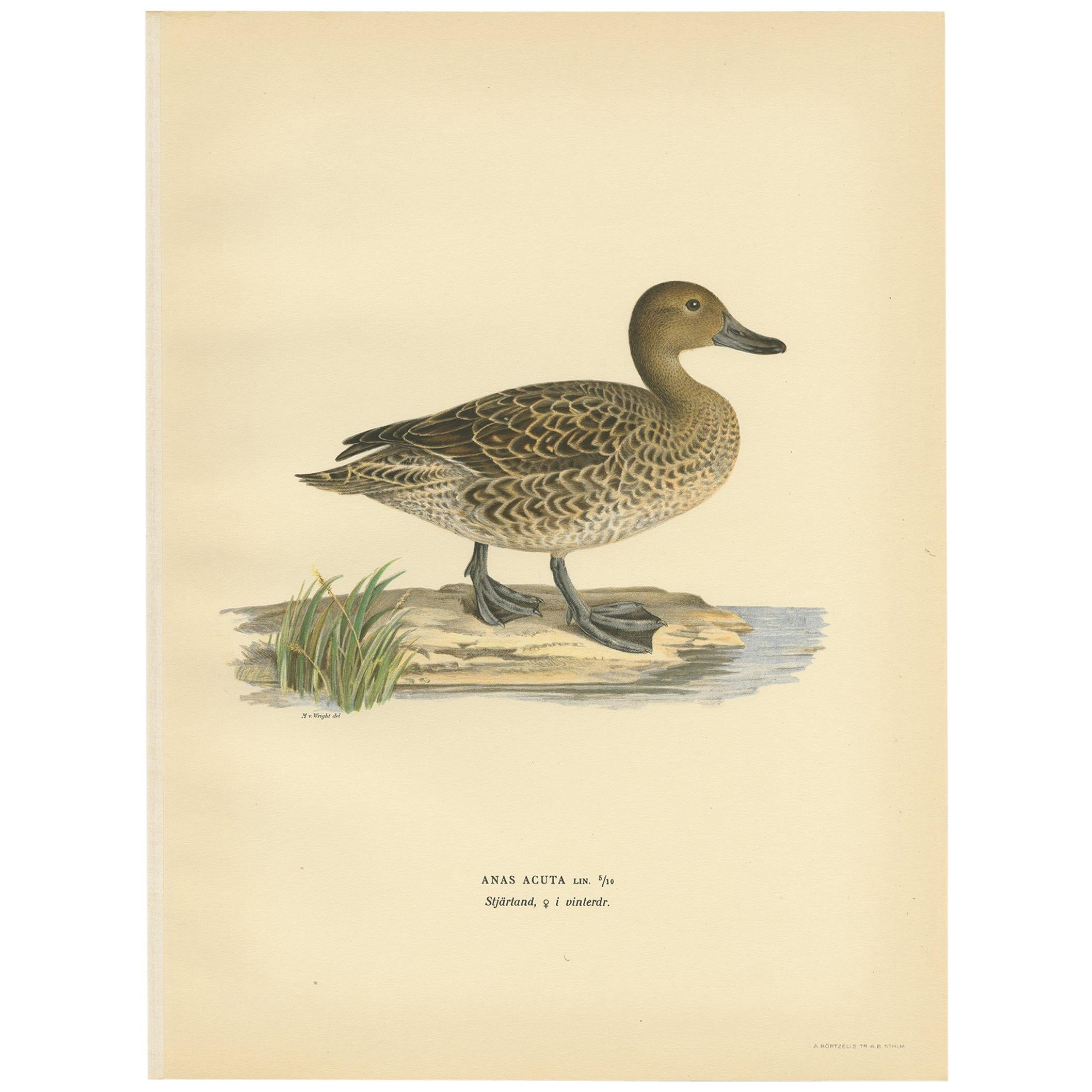 Antique Bird Print of a Female Northern Pintail by Von Wright, '1929' For Sale