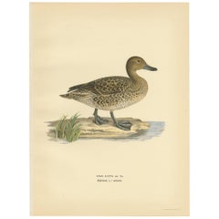 Antique Bird Print of a Female Northern Pintail by Von Wright, '1929'