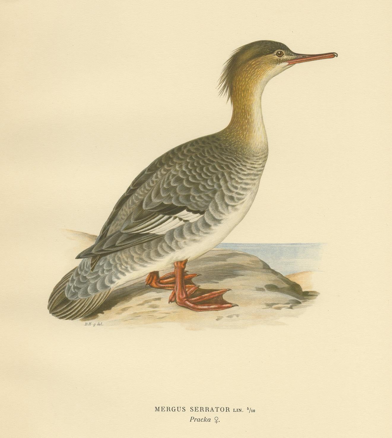 Grabado antiguo de aves titulado 'Mergus Serrator'. Antiguo grabado de aves que representa a una hembra de esmerejón pechirrojo. Este grabado procede de 