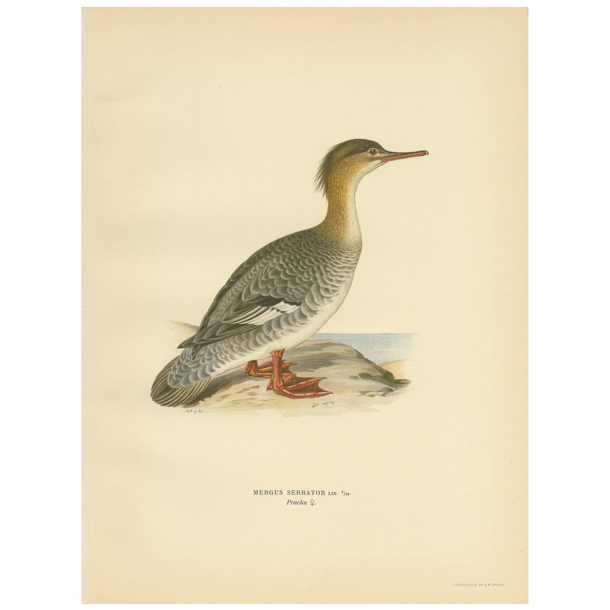Antique Bird Print of a Female Red-Breasted Merganser by Von Wright '1929'