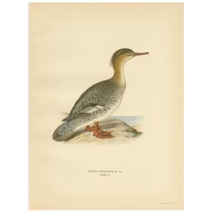 Antiker rot gefärbter Vogeldruck einer weiblichen Merganser von Wright aus dem Jahr 1929